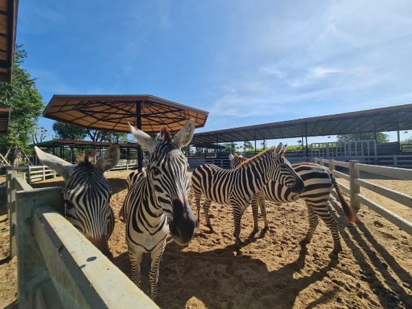 ป้อนอาหารสัตว์อย่างใกล้ชิด