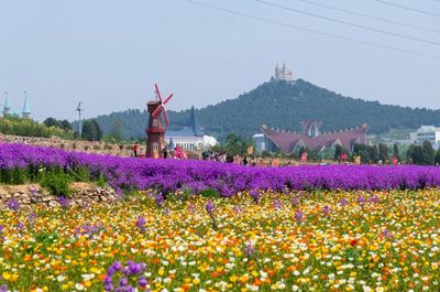 Fang Lei Rose Flower Village