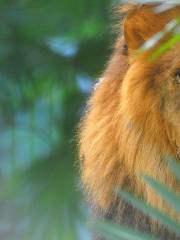 武漢動物園