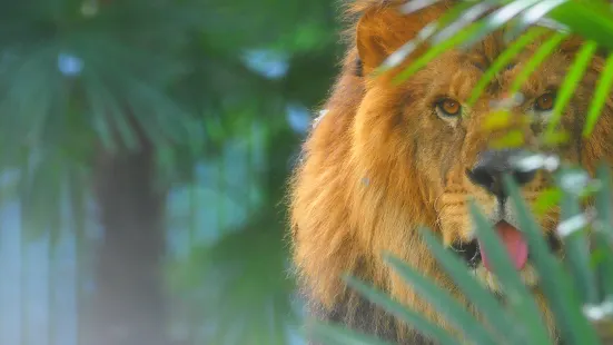 武漢動物園