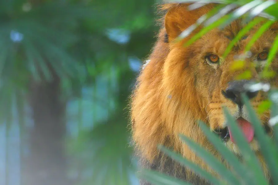 武漢動物園