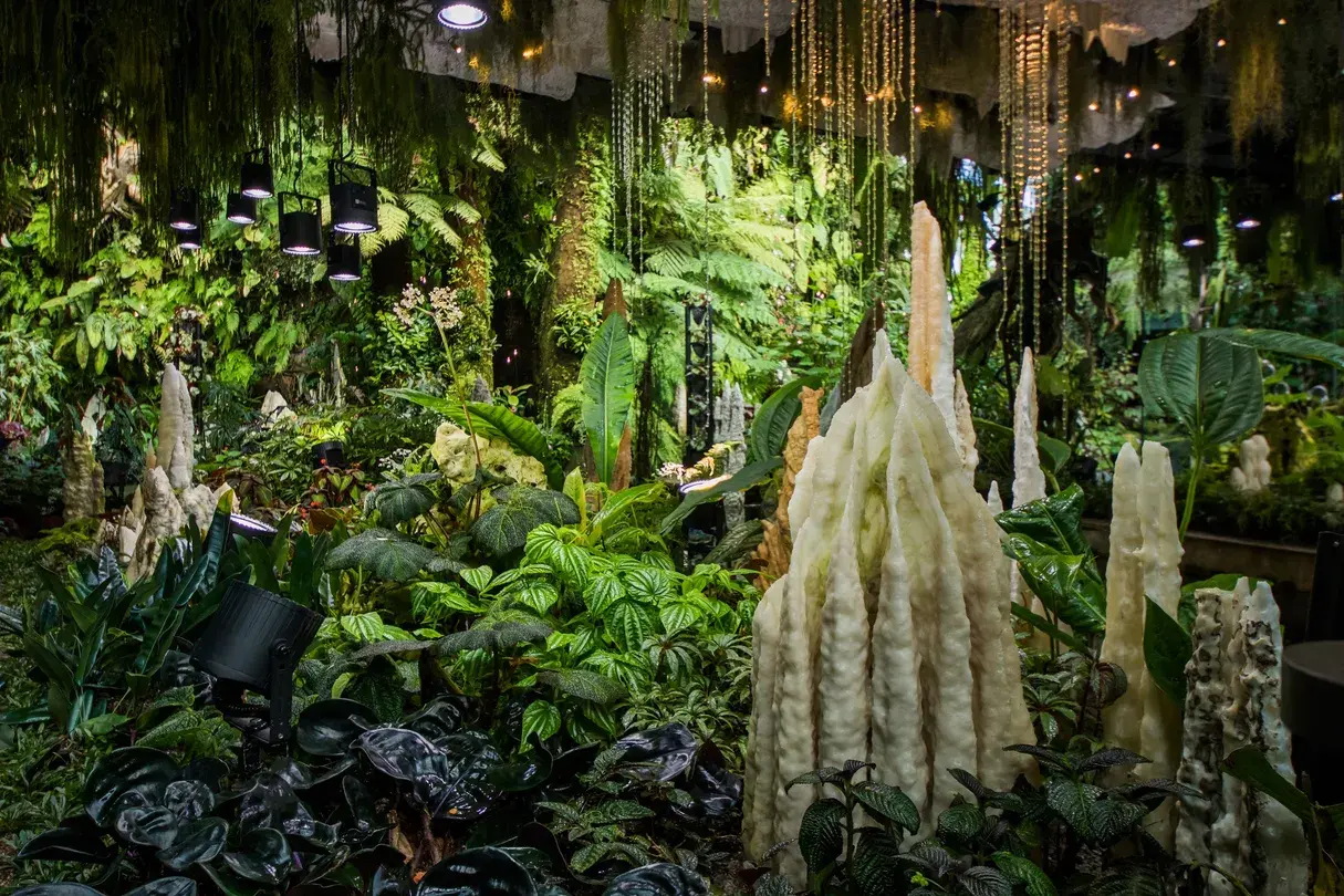 5_Cloud Forest