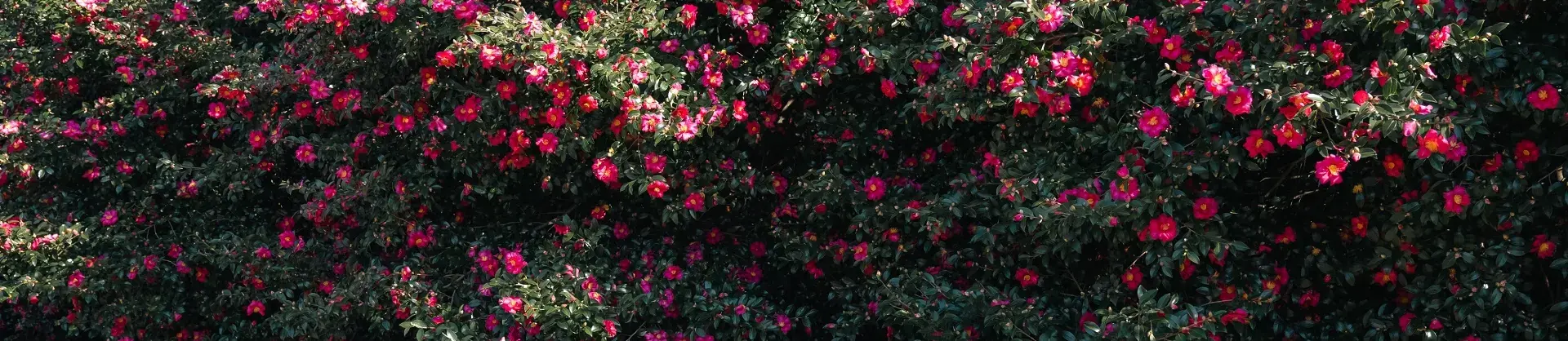 Blumenschau Attraktionen
