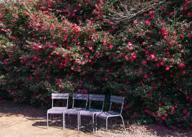 山茶花之丘