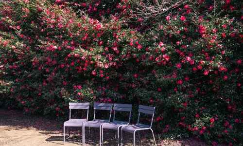 Camellia Hill Botanical Garden
