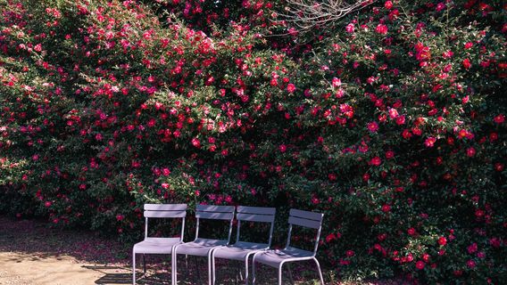 Camellia Hill Botanical Garden