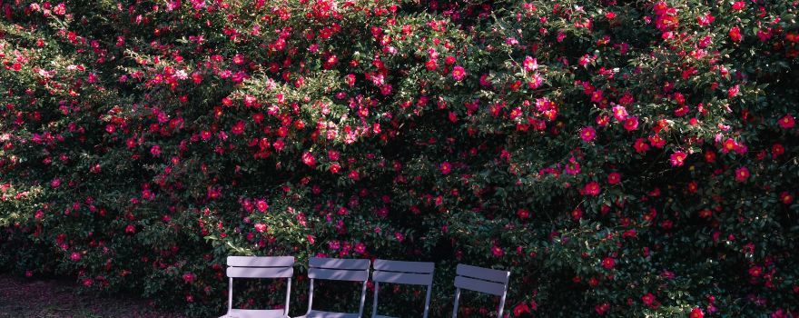 Camellia Hill Botanical Garden