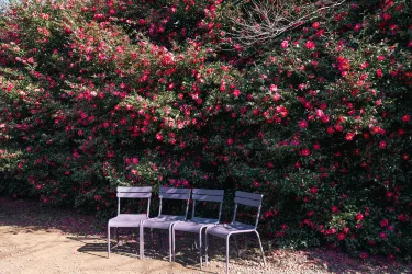 Camellia Hill Botanical Garden