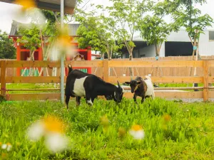 켄팅 루유 섬 카피바라 생태 공원