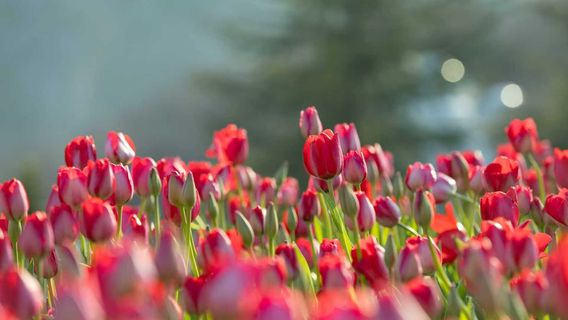 Hongye Shiyan Tourist Area