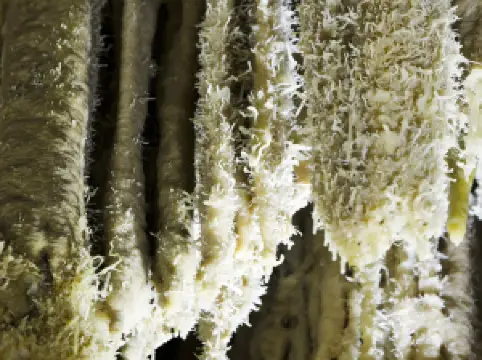 The Crystalpalace Bama