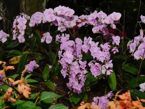 興隆熱帶植物園