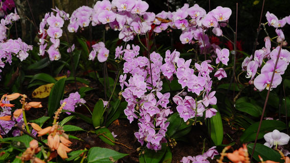 Xinglong Tropical Botanical Garden