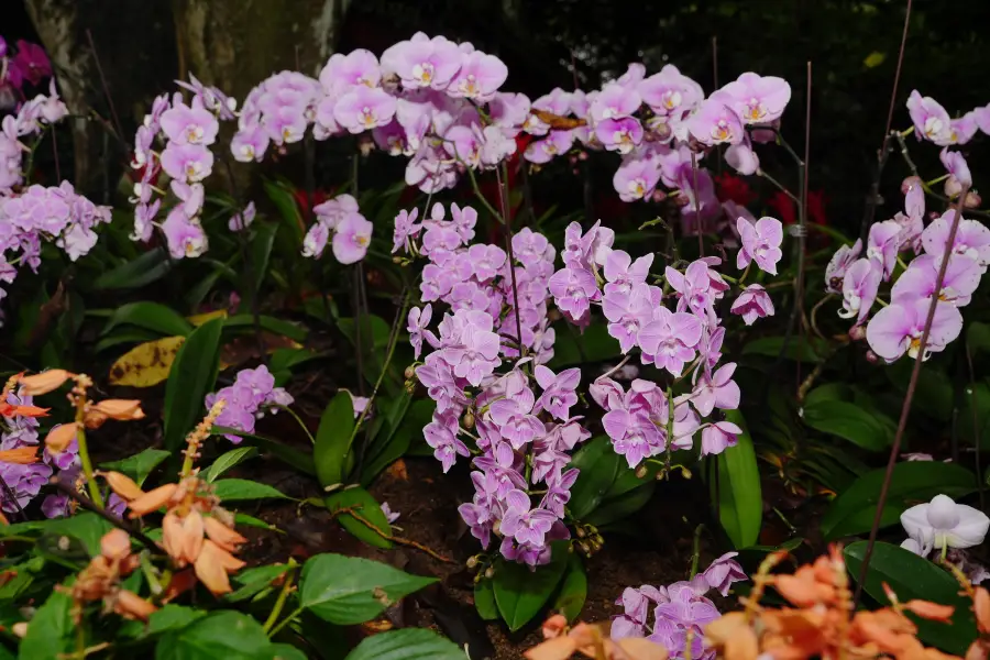 興隆熱帯植物園