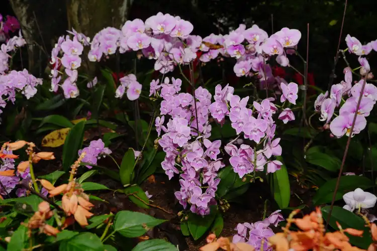Hotels near Xinglong Tropical Botanical Garden