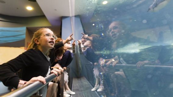 Pass completo per l'esperienza del Christchurch Antarctic Centre