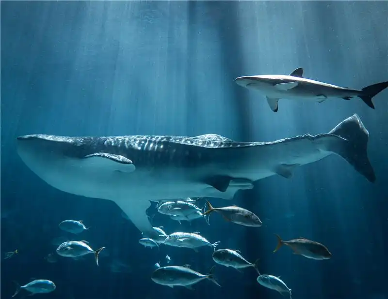 5_Georgia Aquarium
