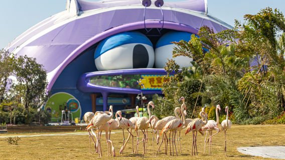 Qingyuan Chimelong Resort