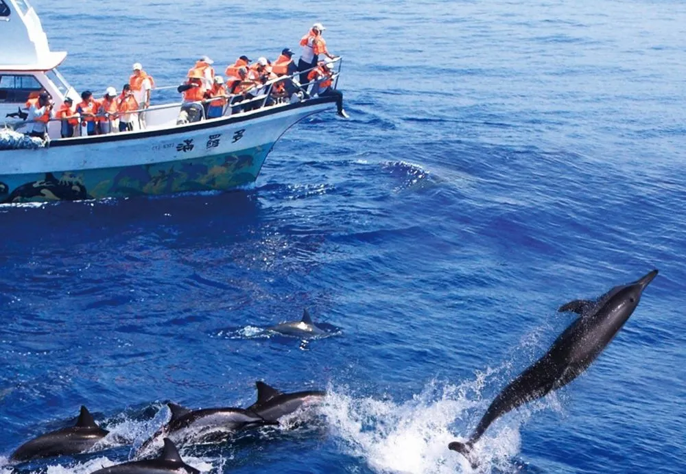 4_Turumoan Whale Watching Experience