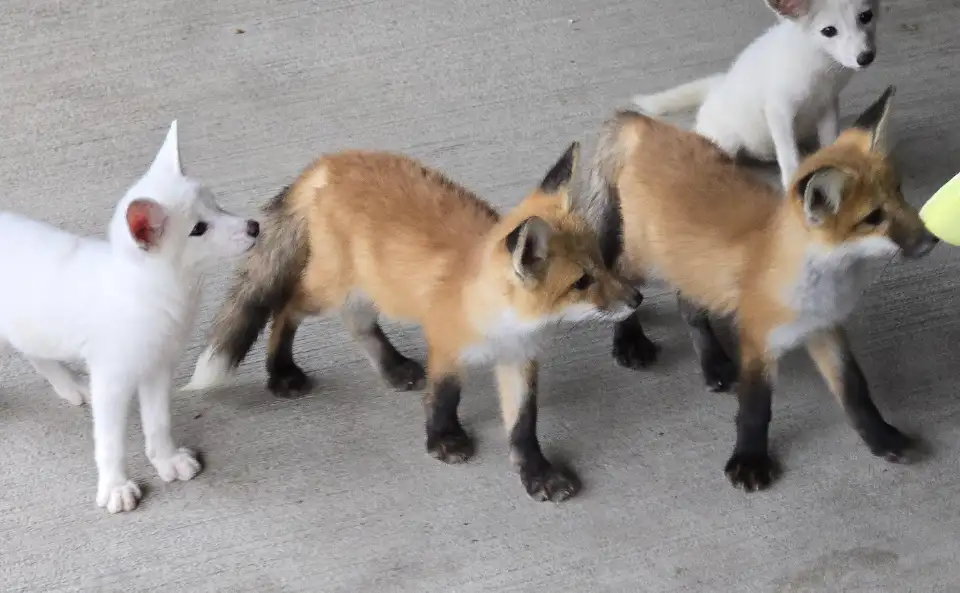 4_宜蘭狐狸村(九九峰動物樂園)