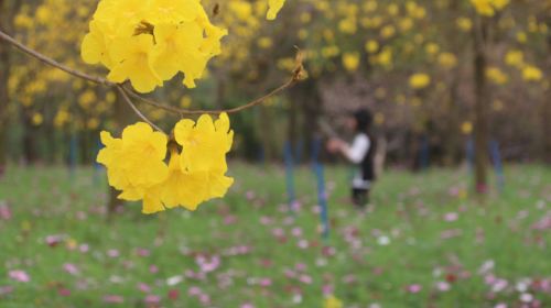 天適櫻花悠楽園