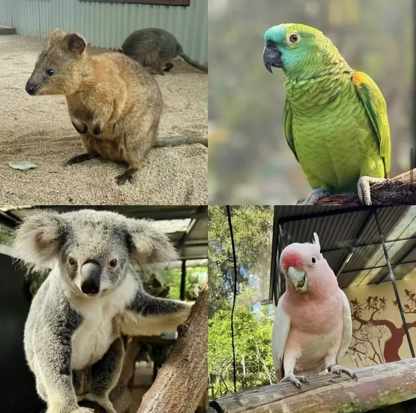 5_Kuranda Koala Gardens