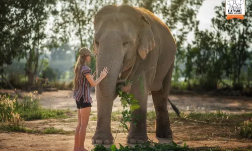 Elephant Jungle Sanctuary Pattaya Camp 1