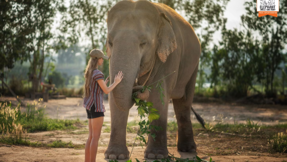 Elephant Jungle Sanctuary Pattaya Camp 1