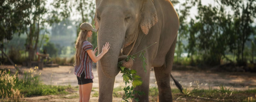 Elephant Jungle Sanctuary Pattaya Camp 1