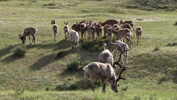 Ulan Butong Luming Ewenki Reindeer Tribe