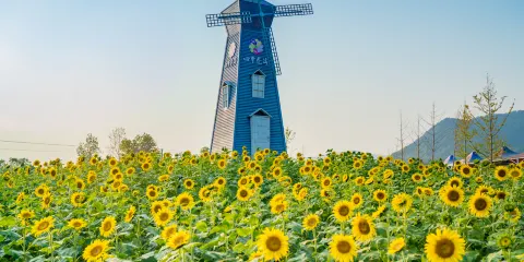 英山四季花海景區