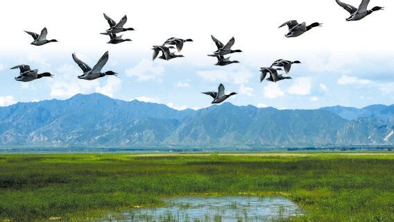 Beijing Wild Duck Lake National Wetland Park