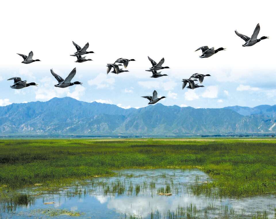 1_Beijing Wild Duck Lake National Wetland Park