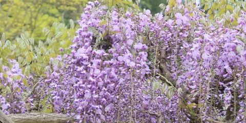 偕樂園