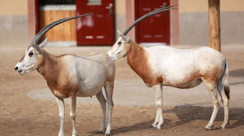 Huanghe Sanjiaozhou Zoo