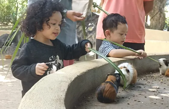 波德申鴕鳥園門票優待（小童/長者－非馬來西亞籍）