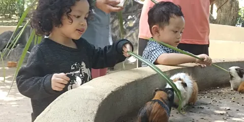 波德申鴕鳥園