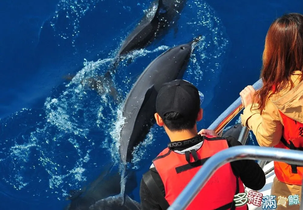 2_Turumoan Whale Watching Experience