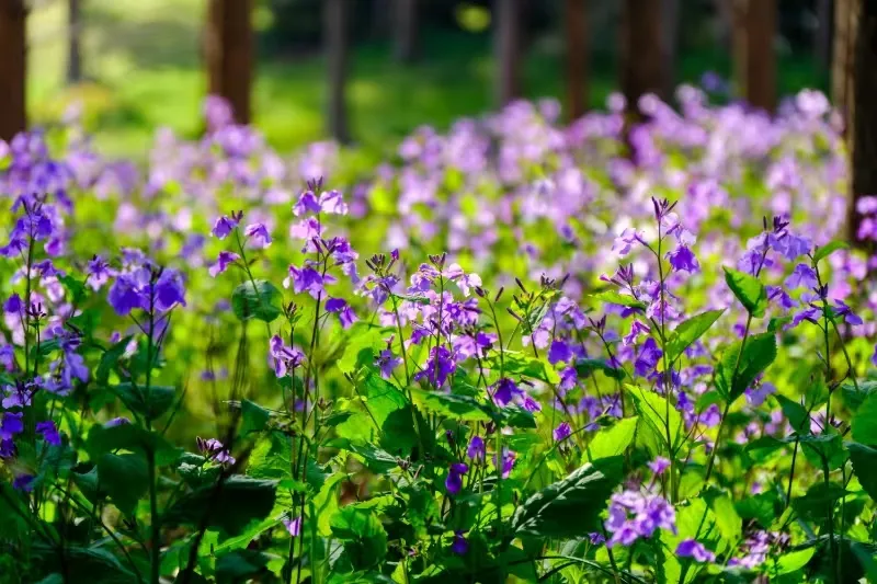 4_Binjiang Forest Park