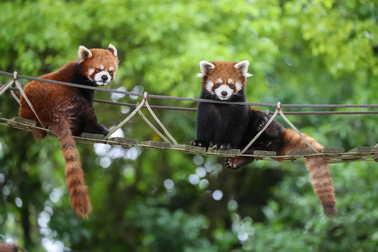 2_上海野生動物園
