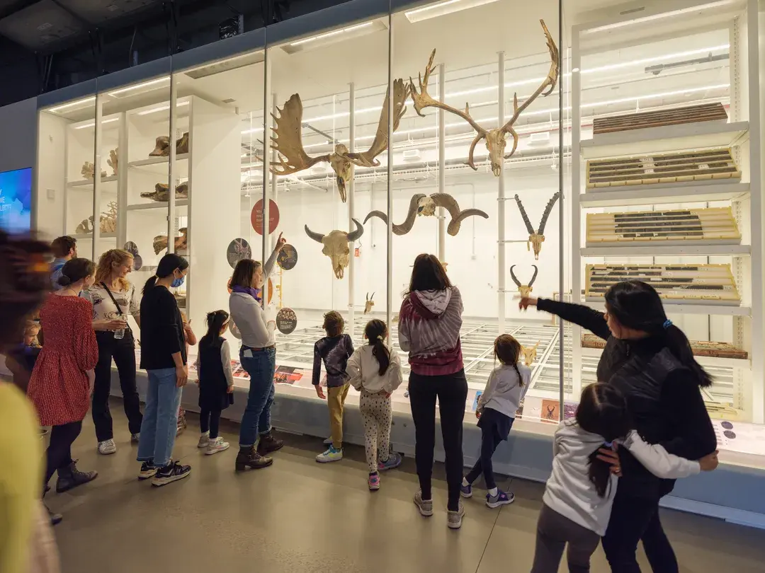 5_American Museum of Natural History