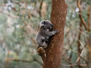 Port Stephens Koala Sanctuary