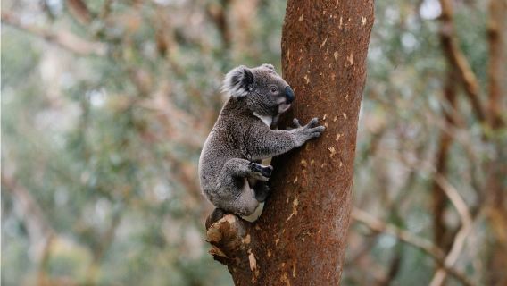 Port Stephens Koala Sanctuary