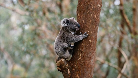 Port Stephens Koala Sanctuary