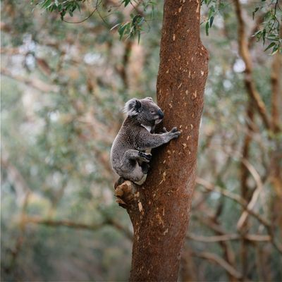 Port Stephens Koala Sanctuary