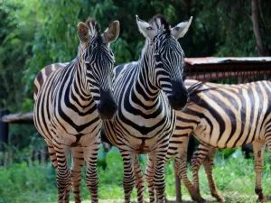 雲南野生動物園