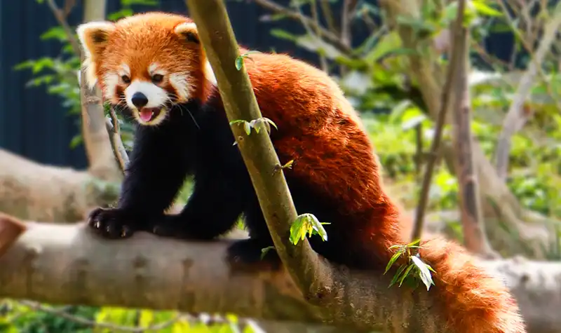 5_Red Panda Forest Park