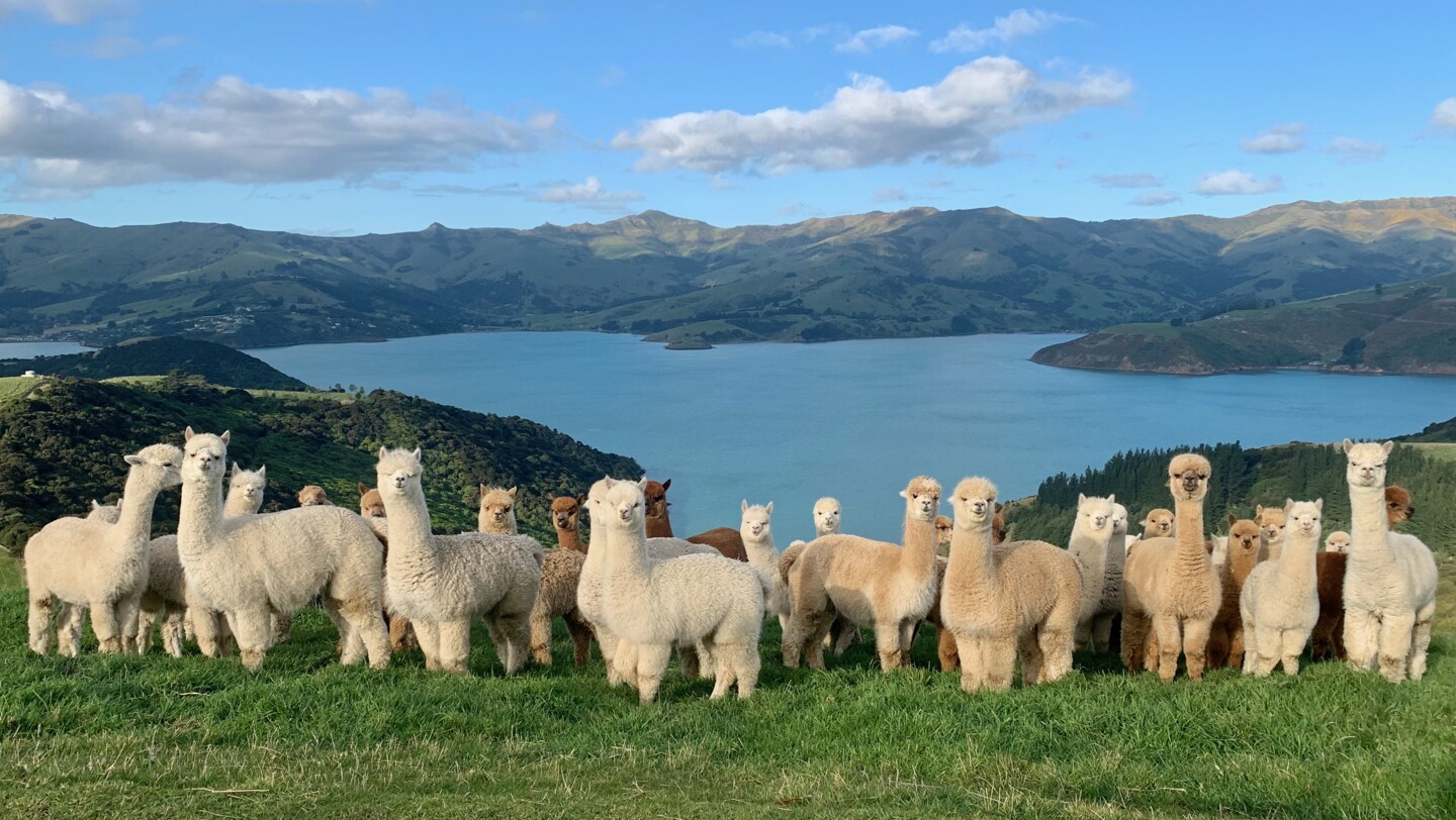 Shamarra Alpacas