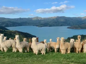 Shamarra Alpacas