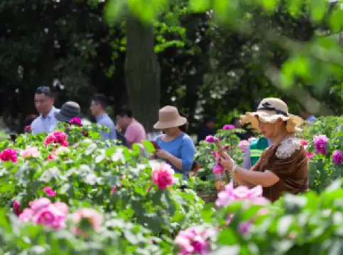 กิจกรรมในฤดูใบไม้ผลิยอดนิยมในฉางสู่